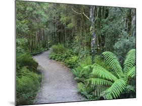 Footpath Through Temperate Rainforest, Nelson River, Tasmania, Australia, Pacific-Jochen Schlenker-Mounted Photographic Print