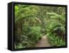 Footpath Through Temperate Rainforest, Strahan, Tasmania, Australia, Pacific-Jochen Schlenker-Framed Stretched Canvas