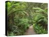 Footpath Through Temperate Rainforest, Strahan, Tasmania, Australia, Pacific-Jochen Schlenker-Stretched Canvas