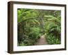 Footpath Through Temperate Rainforest, Strahan, Tasmania, Australia, Pacific-Jochen Schlenker-Framed Photographic Print