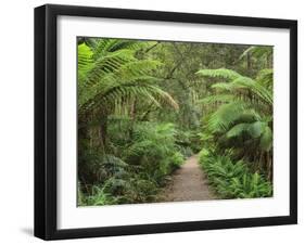 Footpath Through Temperate Rainforest, Strahan, Tasmania, Australia, Pacific-Jochen Schlenker-Framed Photographic Print