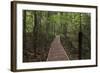 Footpath Through Waipoua Kauri Forest, Northland Region, North Island, New Zealand, Pacific-Matthew Williams-Ellis-Framed Photographic Print