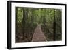 Footpath Through Waipoua Kauri Forest, Northland Region, North Island, New Zealand, Pacific-Matthew Williams-Ellis-Framed Photographic Print