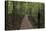 Footpath Through Waipoua Kauri Forest, Northland Region, North Island, New Zealand, Pacific-Matthew Williams-Ellis-Stretched Canvas