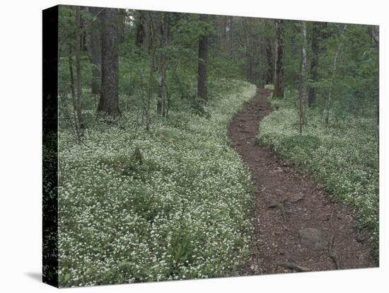 Footpath through White Fringed Phacelia, Great Smoky Mountains National Park, Tennessee, USA-Adam Jones-Stretched Canvas