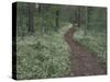 Footpath through White Fringed Phacelia, Great Smoky Mountains National Park, Tennessee, USA-Adam Jones-Stretched Canvas