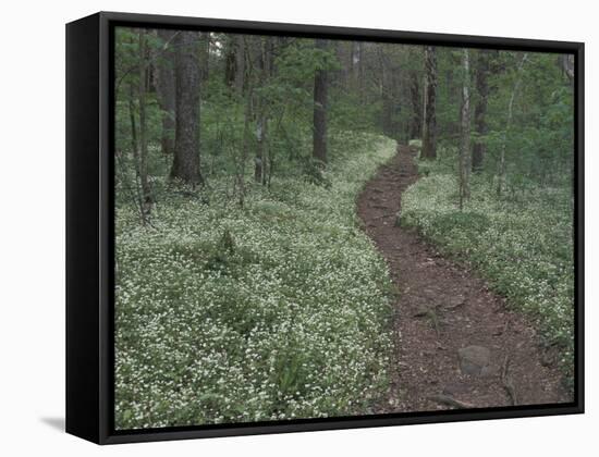 Footpath through White Fringed Phacelia, Great Smoky Mountains National Park, Tennessee, USA-Adam Jones-Framed Stretched Canvas