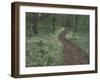 Footpath through White Fringed Phacelia, Great Smoky Mountains National Park, Tennessee, USA-Adam Jones-Framed Premium Photographic Print