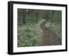 Footpath through White Fringed Phacelia, Great Smoky Mountains National Park, Tennessee, USA-Adam Jones-Framed Premium Photographic Print