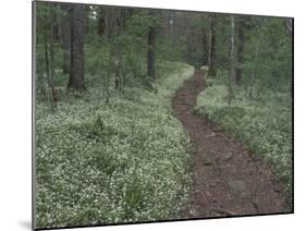 Footpath through White Fringed Phacelia, Great Smoky Mountains National Park, Tennessee, USA-Adam Jones-Mounted Premium Photographic Print