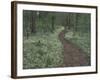 Footpath through White Fringed Phacelia, Great Smoky Mountains National Park, Tennessee, USA-Adam Jones-Framed Photographic Print