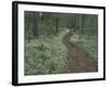 Footpath through White Fringed Phacelia, Great Smoky Mountains National Park, Tennessee, USA-Adam Jones-Framed Photographic Print