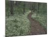 Footpath through White Fringed Phacelia, Great Smoky Mountains National Park, Tennessee, USA-Adam Jones-Mounted Photographic Print