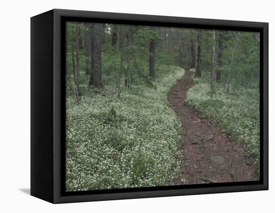 Footpath through White Fringed Phacelia, Great Smoky Mountains National Park, Tennessee, USA-Adam Jones-Framed Stretched Canvas