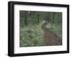 Footpath through White Fringed Phacelia, Great Smoky Mountains National Park, Tennessee, USA-Adam Jones-Framed Photographic Print