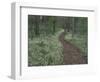 Footpath through White Fringed Phacelia, Great Smoky Mountains National Park, Tennessee, USA-Adam Jones-Framed Photographic Print