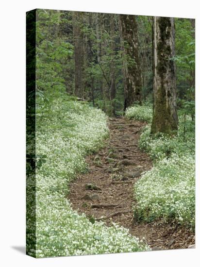 Footpath thru Fringed Phacelia Flowers, , Great Smokey Mountians National Park, Tennessee, USA-Adam Jones-Stretched Canvas