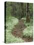 Footpath thru Fringed Phacelia Flowers, , Great Smokey Mountians National Park, Tennessee, USA-Adam Jones-Stretched Canvas