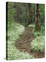 Footpath thru Fringed Phacelia Flowers, , Great Smokey Mountians National Park, Tennessee, USA-Adam Jones-Stretched Canvas