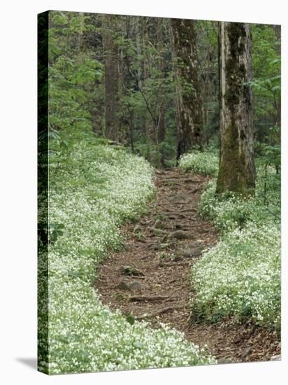 Footpath thru Fringed Phacelia Flowers, , Great Smokey Mountians National Park, Tennessee, USA-Adam Jones-Stretched Canvas