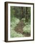 Footpath thru Fringed Phacelia Flowers, , Great Smokey Mountians National Park, Tennessee, USA-Adam Jones-Framed Photographic Print