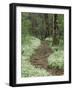 Footpath thru Fringed Phacelia Flowers, , Great Smokey Mountians National Park, Tennessee, USA-Adam Jones-Framed Photographic Print