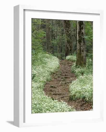 Footpath thru Fringed Phacelia Flowers, , Great Smokey Mountians National Park, Tennessee, USA-Adam Jones-Framed Photographic Print