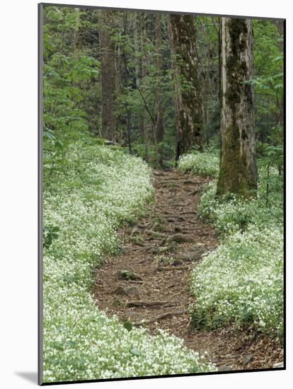 Footpath thru Fringed Phacelia Flowers, , Great Smokey Mountians National Park, Tennessee, USA-Adam Jones-Mounted Photographic Print