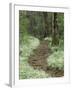 Footpath thru Fringed Phacelia Flowers, , Great Smokey Mountians National Park, Tennessee, USA-Adam Jones-Framed Photographic Print