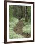 Footpath thru Fringed Phacelia Flowers, , Great Smokey Mountians National Park, Tennessee, USA-Adam Jones-Framed Photographic Print