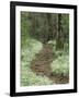 Footpath thru Fringed Phacelia Flowers, , Great Smokey Mountians National Park, Tennessee, USA-Adam Jones-Framed Photographic Print