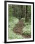 Footpath thru Fringed Phacelia Flowers, , Great Smokey Mountians National Park, Tennessee, USA-Adam Jones-Framed Photographic Print