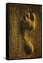 Footprint In Sand-Brad Lewis-Framed Stretched Canvas
