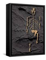 Footprints And Skeleton of Lucy-Javier Trueba-Framed Stretched Canvas