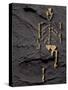 Footprints And Skeleton of Lucy-Javier Trueba-Stretched Canvas