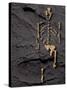 Footprints And Skeleton of Lucy-Javier Trueba-Stretched Canvas