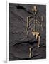 Footprints And Skeleton of Lucy-Javier Trueba-Framed Photographic Print