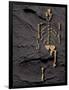 Footprints And Skeleton of Lucy-Javier Trueba-Framed Photographic Print