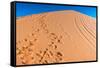 Footprints in Desert in Coral Pink Sand Dunes State Park,Utah-lorcel-Framed Stretched Canvas