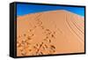 Footprints in Desert in Coral Pink Sand Dunes State Park,Utah-lorcel-Framed Stretched Canvas