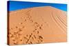 Footprints in Desert in Coral Pink Sand Dunes State Park,Utah-lorcel-Stretched Canvas