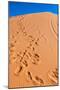 Footprints in Desert in Coral Pink Sand Dunes State Park,Utah-lorcel-Mounted Photographic Print