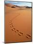 Footprints in sand-Frans Lemmens-Mounted Photographic Print