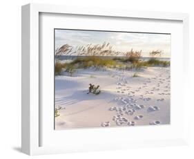 Footprints in the Sand at Sunset in the Dunes of Pensacola Beach, Florida.-forestpath-Framed Photographic Print