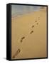 Footprints in the Sand on a Beach-Miller John-Framed Stretched Canvas