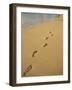 Footprints in the Sand on a Beach-Miller John-Framed Photographic Print