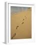 Footprints in the Sand on a Beach-Miller John-Framed Photographic Print