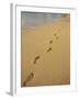 Footprints in the Sand on a Beach-Miller John-Framed Photographic Print