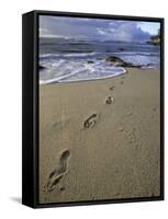 Footprints in the Sand, Turtle Bay Resort Beach, Northshore, Oahu, Hawaii, USA-Darrell Gulin-Framed Stretched Canvas