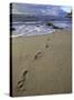 Footprints in the Sand, Turtle Bay Resort Beach, Northshore, Oahu, Hawaii, USA-Darrell Gulin-Stretched Canvas
